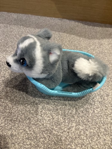 Little live pets aurora - pets,